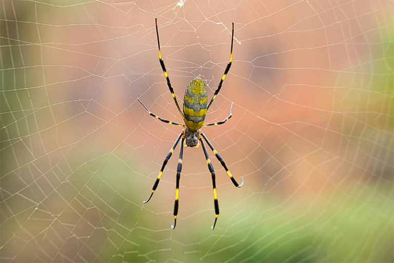 Joro spiders weave large, intricate webs to catch prey.