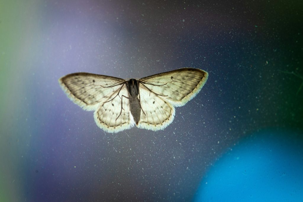 A moth. Photo by Max Kleinen on Unsplash. https://unsplash.com/photos/beige-and-gray-moth-9Xmr8baomb0