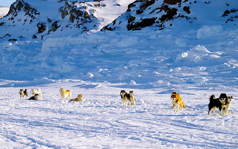 Sled dogs in a snowy mountain pass in Canada.