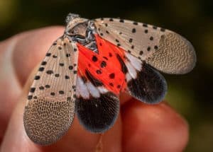 Spotted Lanternfly | True Facts You Should Know About Me