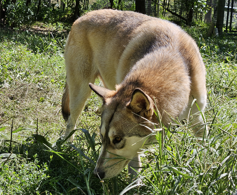 A wolf-dog similar to White Fang smelling some grass.