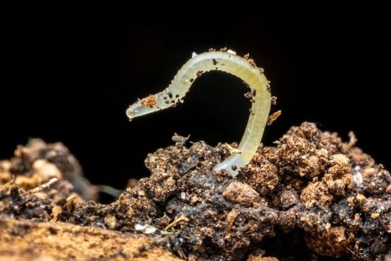 A worm in some dirt. Photo by Ivan Ivanovič on Unsplash. https://unsplash.com/photos/a-close-up-of-a-worm-on-a-rock-ka2aW-maHN0