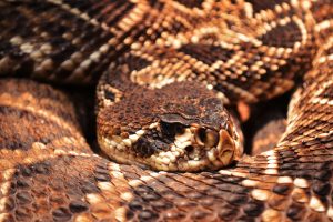 Diamondback Rattlesnake courtesy of https://unsplash.com/photos/brown-snake-on-brown-soil-f1q4NlVRYSc