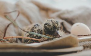 Baby Pigeon courtesy of https://unsplash.com/photos/close-up-photography-of-hatchling-o9t7SN7ti7g
