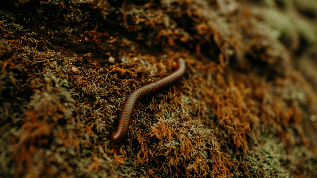 A worm in dirt. Photo by Sean Thomas on Unsplash. https://unsplash.com/photos/brown-and-black-caterpillar-on-brown-ground-LhHqPDsREOI