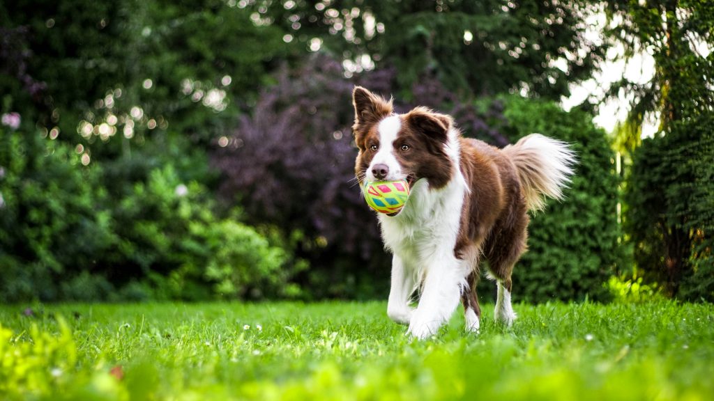 stop command: dog running with ball