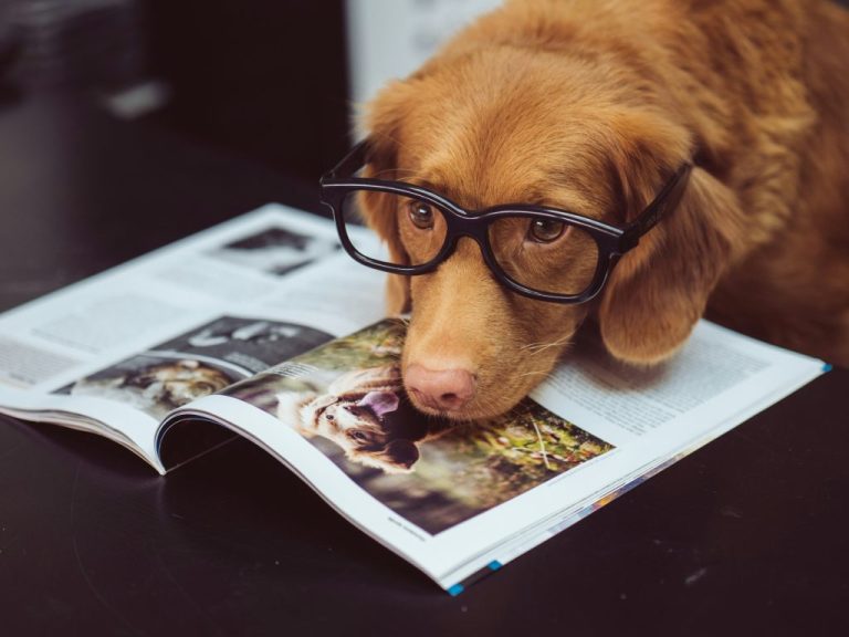 Dog in glasses. Featured image for the article on broccoli stems. Photo by Jamie Street on Unsplash. https://unsplash.com/photos/black-framed-eyeglasses-MoDcnVRN5JU