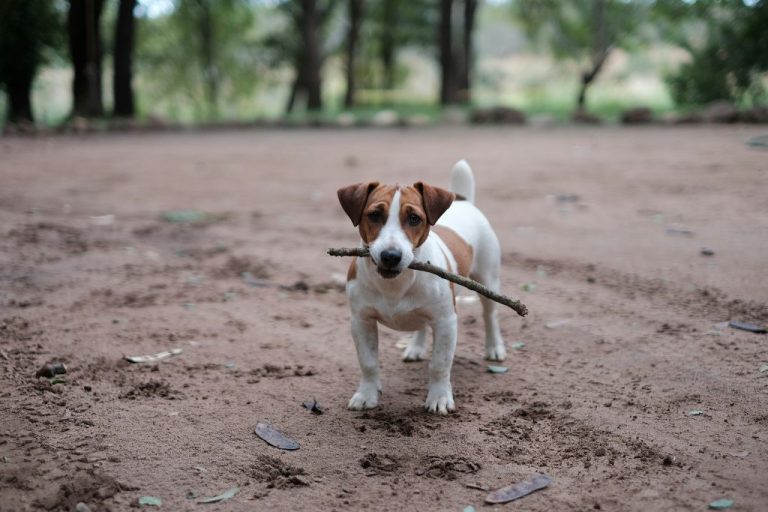 Dog playing fetch with a stick. Photo by Rob Fuller on Unsplash. https://unsplash.com/photos/white-and-brown-puppy-petching-wood-u9GEK0AuOU8