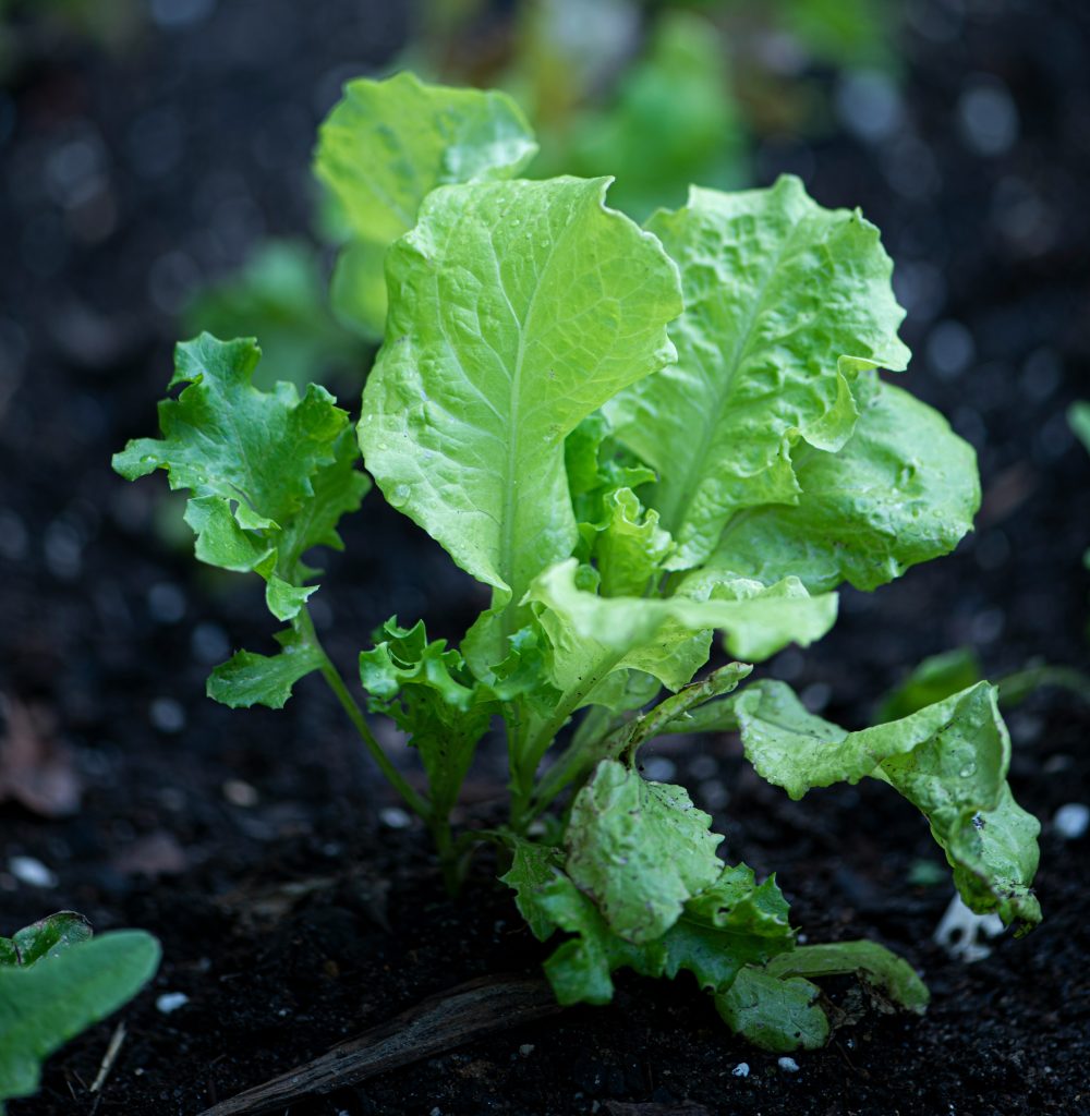 Nutritional Benefits of Lettuce for Animals