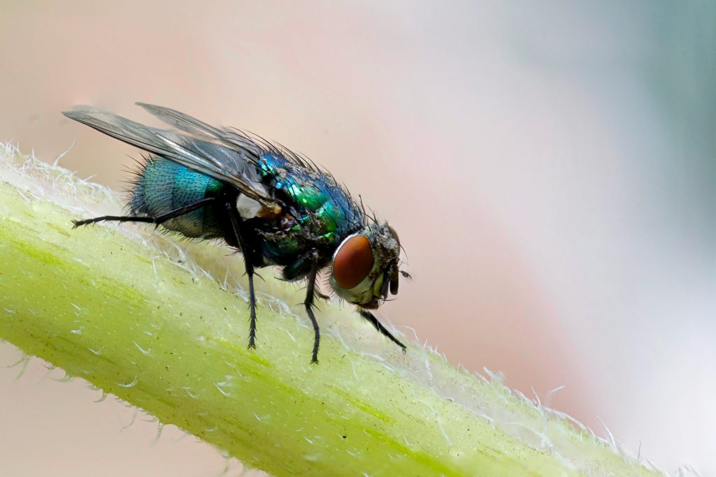 A fly. Photo by Philip Veater on Unsplash. https://unsplash.com/photos/macro-photograph-of-blue-fly-on-plants-stem-X4DAtPvhgwo