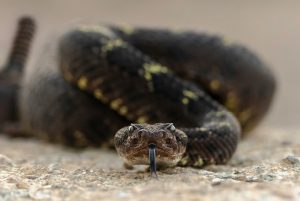 courtesy of https://unsplash.com/photos/a-black-and-brown-snake-laying-on-the-ground-ll34j0B6wZw