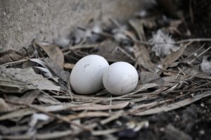 Eggs in a nest courtesy of https://unsplash.com/photos/2-white-eggs-on-brown-dried-leaves-5_mLa251T1Q