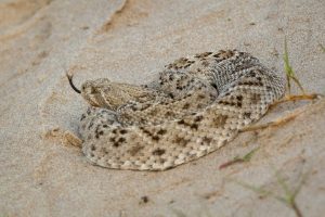 Courtesy of https://unsplash.com/photos/white-and-brown-snake-on-brown-sand-kw6nuAtnNb4