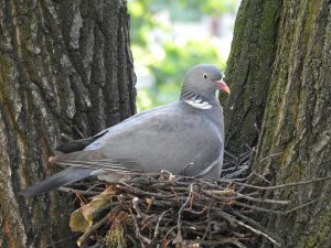 mother and baby pigeons courtesy of https://unsplash.com/photos/gray-bird-on-brown-tree-branch-during-daytime-QdvOZXHsj_o