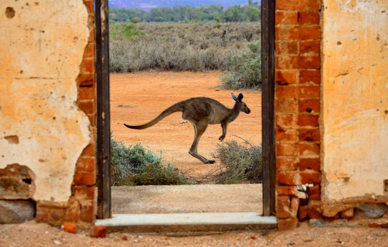 Kangaroo in the Australian Outback