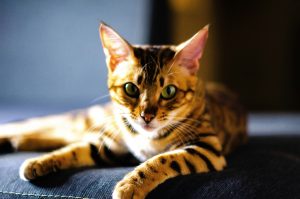 Facts Bengal Cat courtesy of https://unsplash.com/photos/a-cat-laying-on-top-of-a-blue-couch-xdOoRfm_TOA