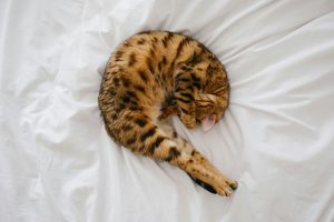  Bengal Cats Facts courtesy of https://unsplash.com/photos/short-fur-brown-and-black-cat-L5dmylYG6qc