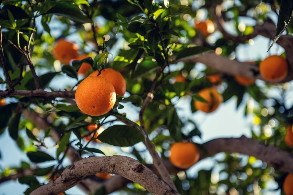 orange, tangerine, tree, garden, orchard