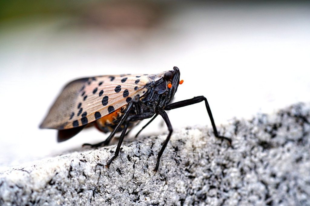 facts, spotted lanternfly