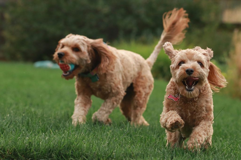 Two dogs playing fetch. Photo by Mia Anderson on Unsplash. https://unsplash.com/photos/brown-long-coated-small-dog-on-green-grass-field-during-daytime-2k6v10Y2dIg