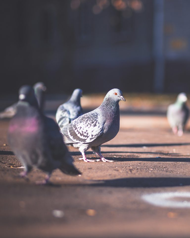 Flock of Pigeons courtesy of https://unsplash.com/photos/five-gray-rock-pigeons-on-ground-yVYaUSwkTOs