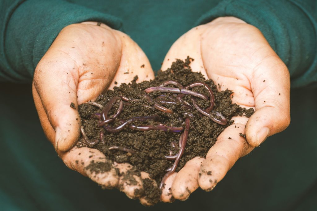 Person holding worms. Photo by Sippakorn Yamkasikorn on Unsplash. https://unsplash.com/photos/brown-dried-leaves-on-persons-hand-6v9w4ZR2TJE