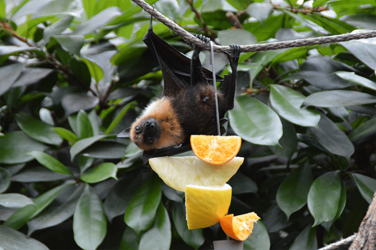 Fruit bats like this flying fox will happily chow down on many kinds of fruit.