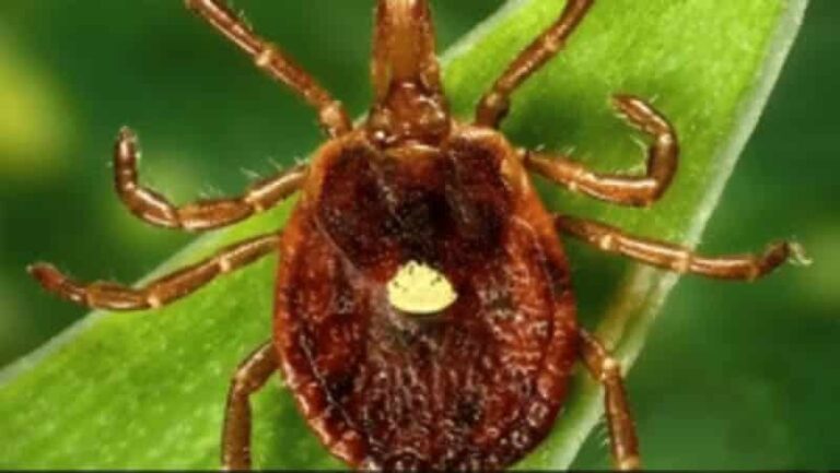 Lone Star Tick Spreads Dangerous Meat Allergies Further North This Summer