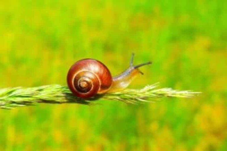 Snails: Effective Ways To Care For Them