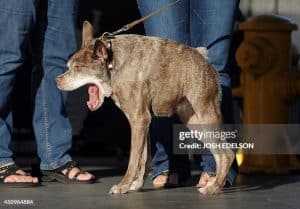 https://www.gettyimages.com/detail/news-photo/quasi-modo-whom-the-owner-claims-has-a-back-too-short-for-news-photo/450964884