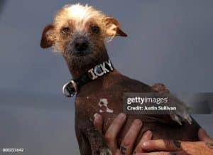 https://www.gettyimages.com/detail/news-photo/mixed-breed-dog-named-icky-looks-on-during-the-2017-worlds-news-photo/800227642?adppopup=true