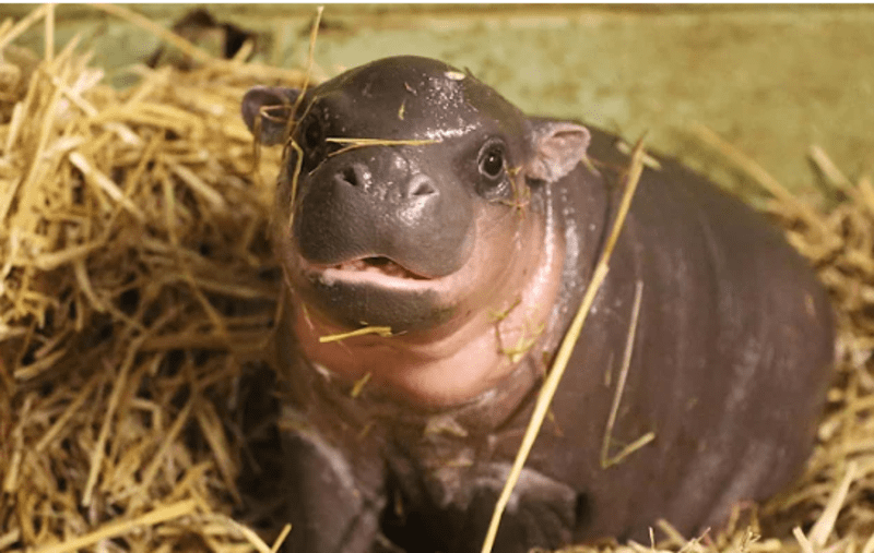 moo deng the hippo