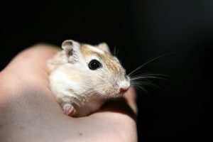 Teddy Bear Hamster Lifespan courtesy of https://pixabay.com/photos/adorable-animal-appealing-1239417/