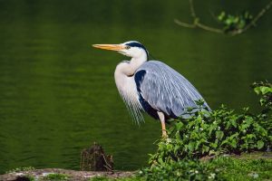 The Boy and the Heron