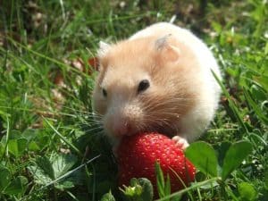 What Is the Average Teddy Bear Hamster Lifespan?