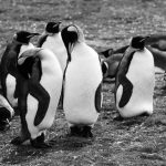 a colony of king penguins like pesto the penguin