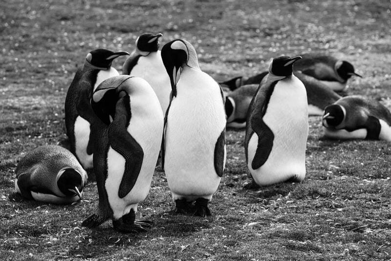 a colony of king penguins like pesto the penguin