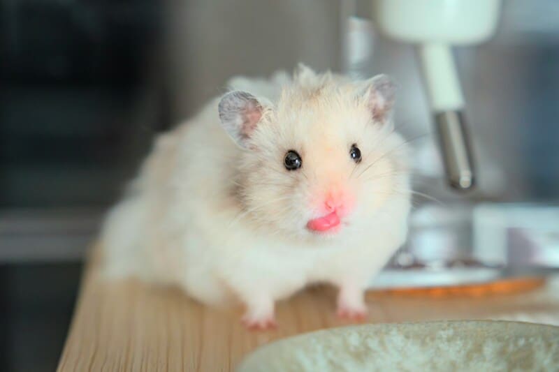 What Is the Average Teddy Bear Hamster Lifespan?