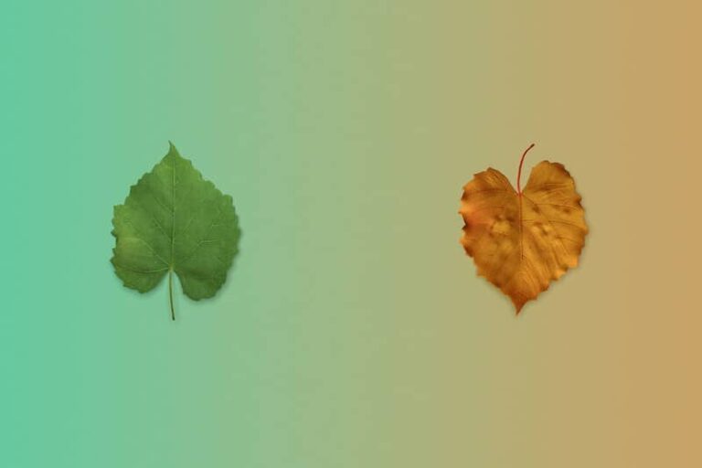 The Changing Seasons: How Nature Transforms Throughout the Year
