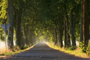 zodiac signs, find clarity and direction, Chevy Bel Air