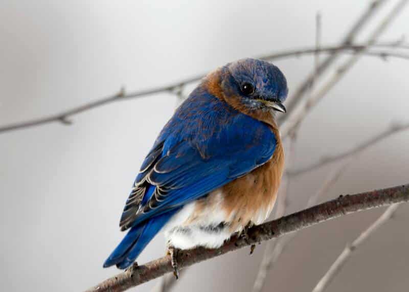 bird, birds, The Backyard Bird Chronicles, bird watching, bluebird, winter, bird book, book