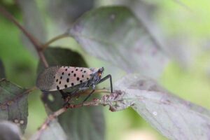 Invasive insects 