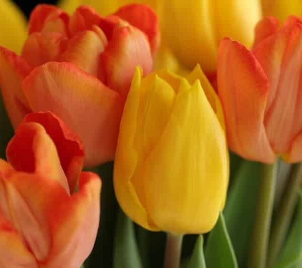 Tulip bulbs