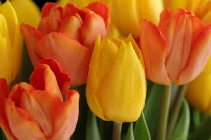 Tulip bulbs