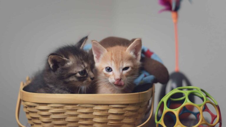 Two playful kittens nestled in a basket surrounded by colorful toys indoors.