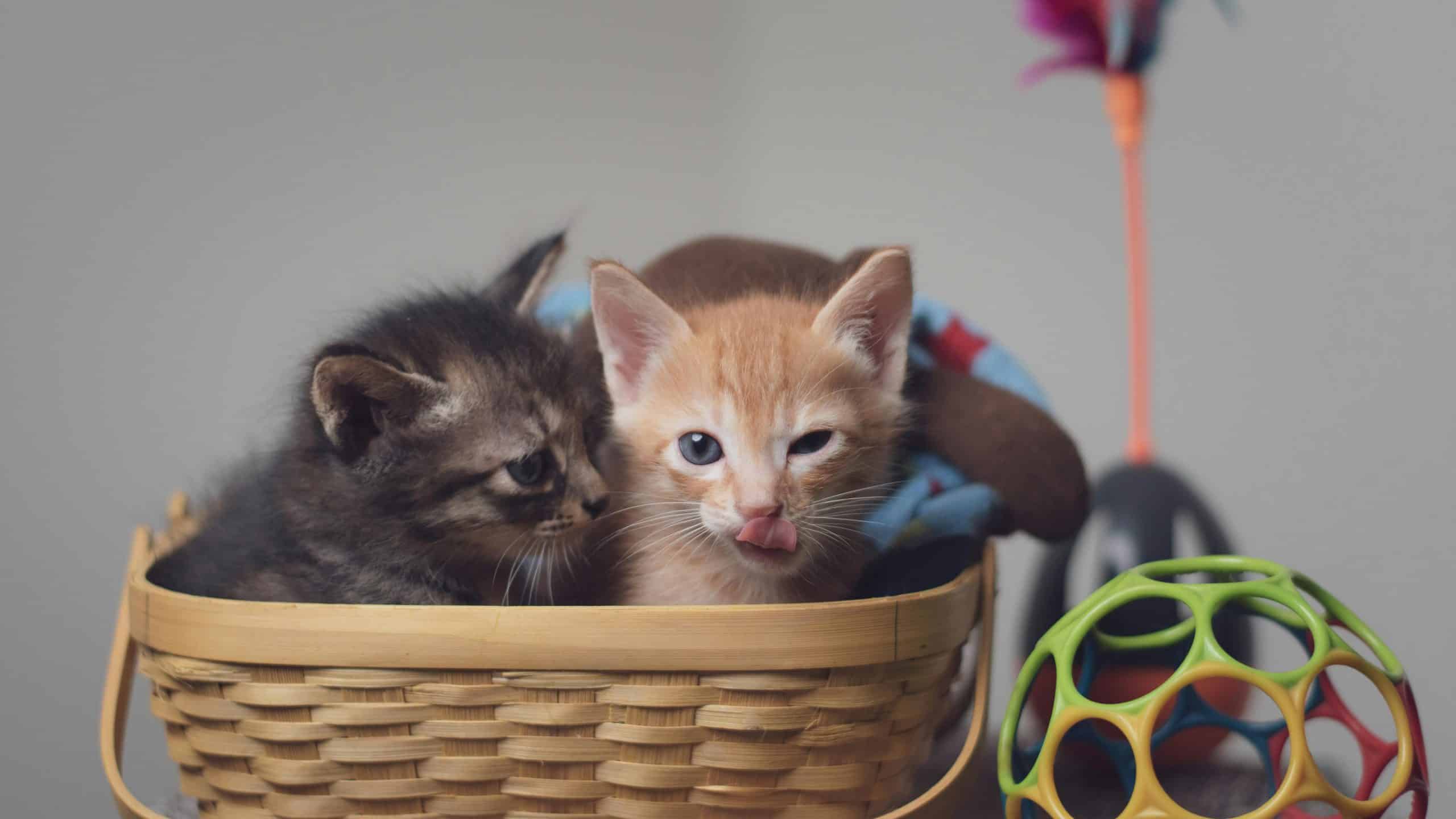 Two playful kittens nestled in a basket surrounded by colorful toys indoors.