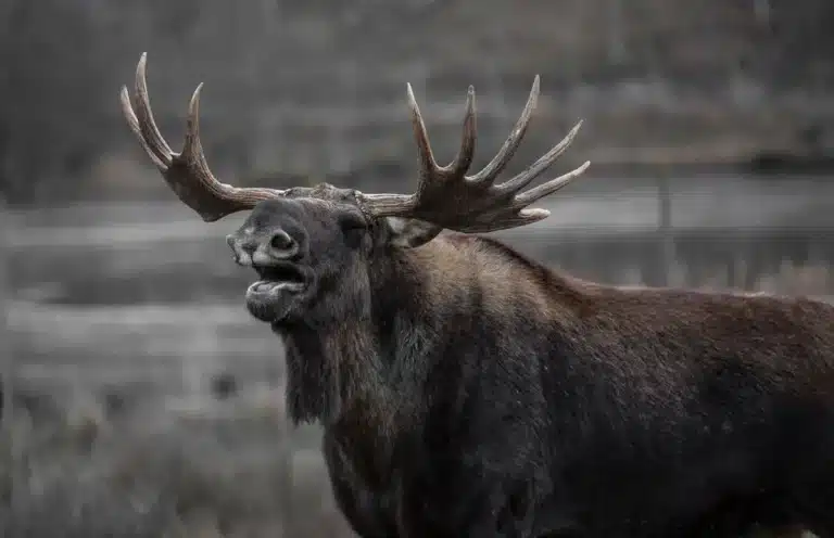 Arctic Moose