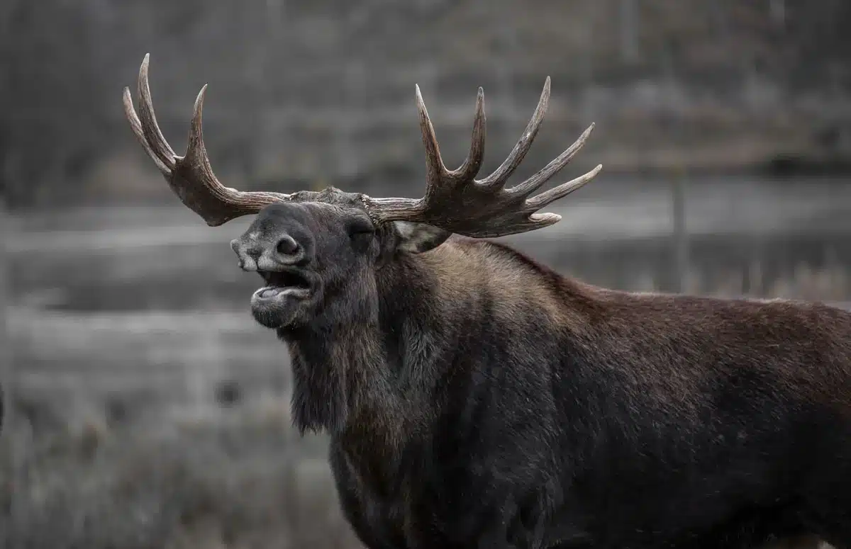 Arctic Moose