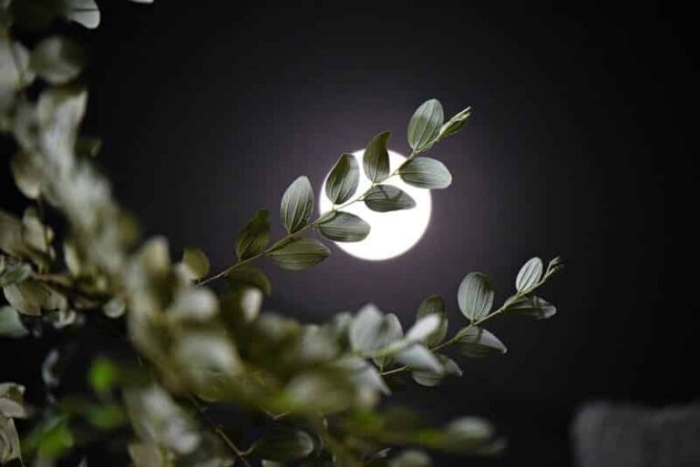 Flower Moon