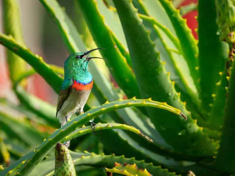 Hummingbirds